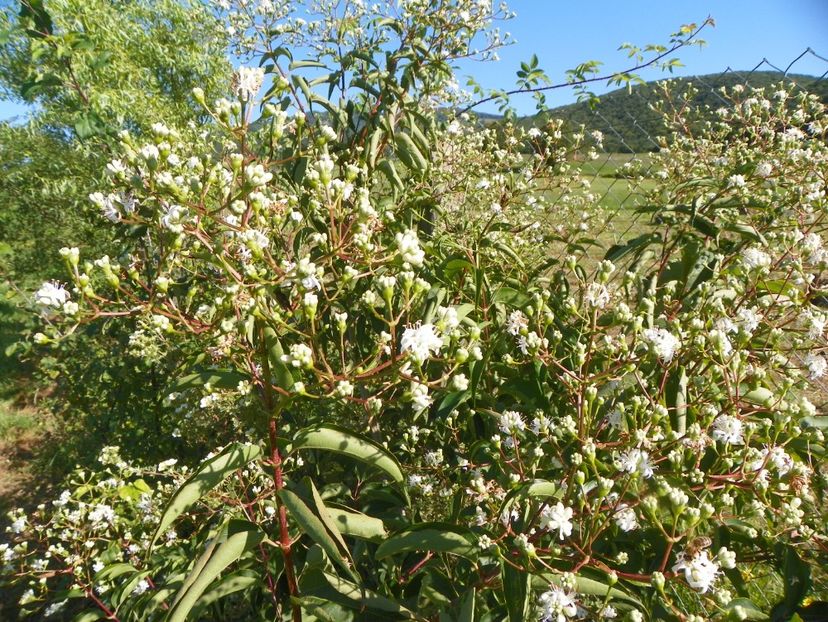 heptacodium miconioides - Dobarland 2018 3