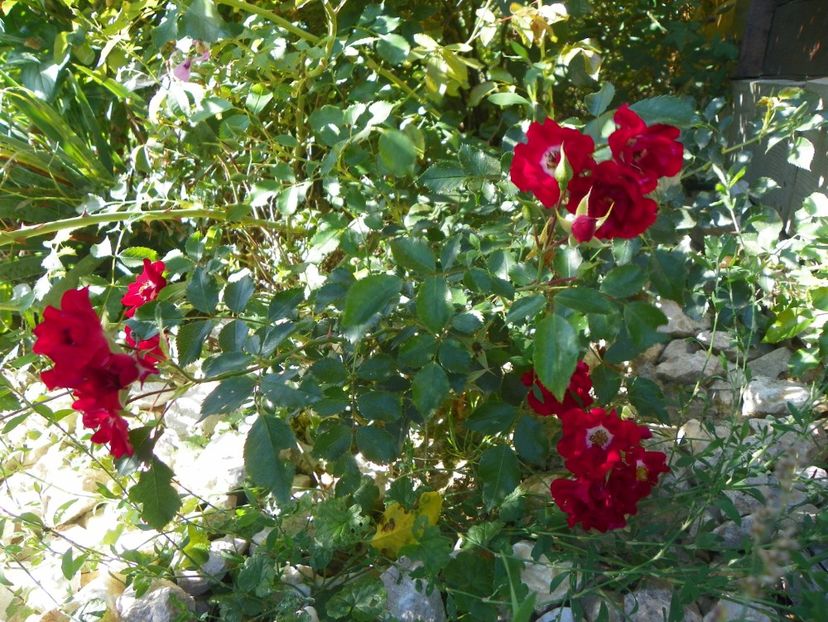 Rambling Rosie - Trandafiri 2018 4