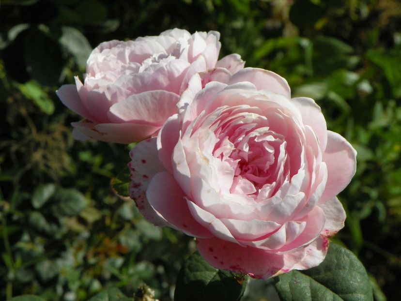 Queen of Sweden - Trandafiri 2018 4