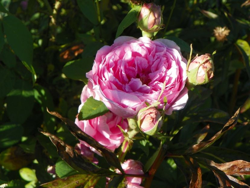 Compte de Chambord - Trandafiri 2018 4