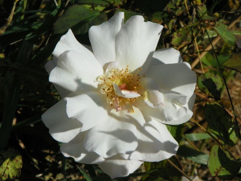 Gruss an Aachen - Trandafiri 2018 4