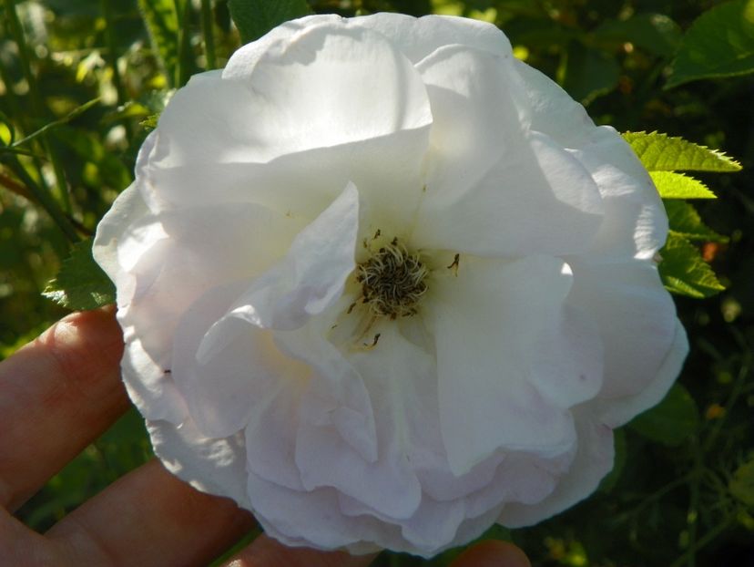 Kamtschatka - Trandafiri 2018 4