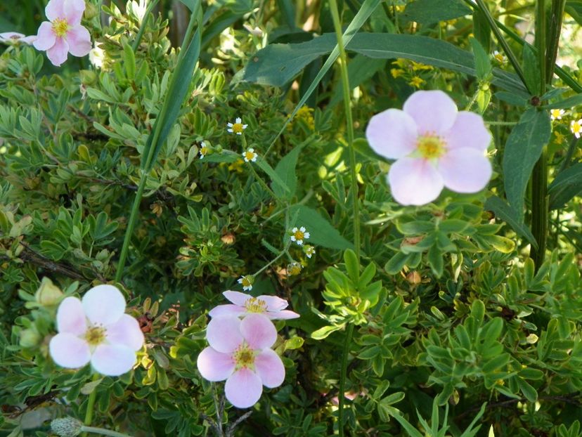 potentilla fruticosa Pink Beauty - Dobarland 2018 3