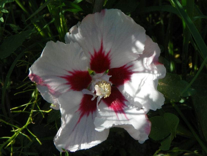 hibiscus syriacus Hamabo - Dobarland 2018 3