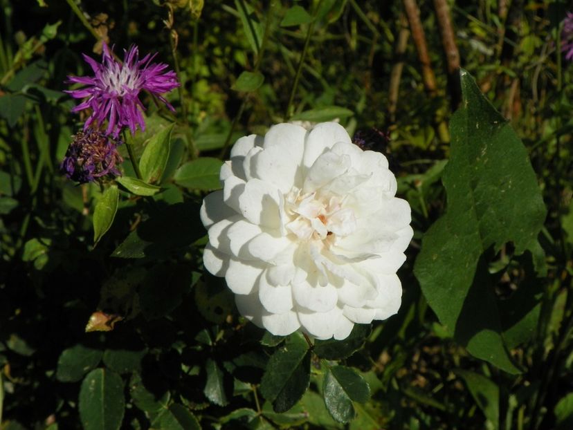 Little White Pet - Trandafiri 2018 4