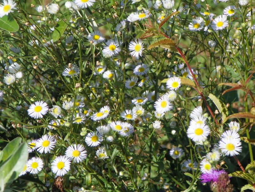 erigeron annuus - Dobarland 2018 3