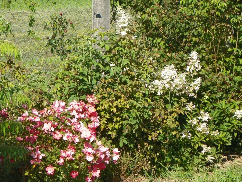 Douceur Normande - Dobarland 2018 3