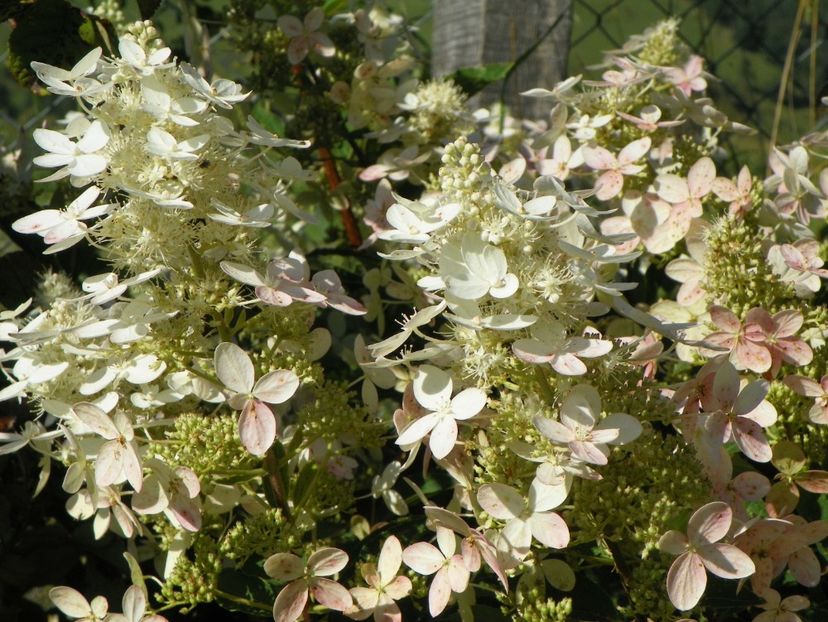 hydrangea paniculata Grandiflora - Dobarland 2018 3