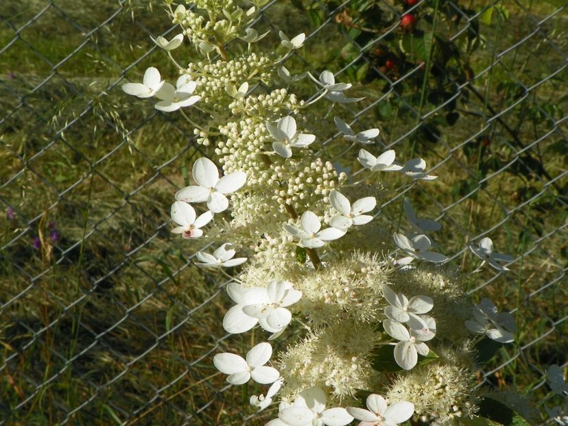 hydrangea paniculata Grandiflora - Dobarland 2018 3