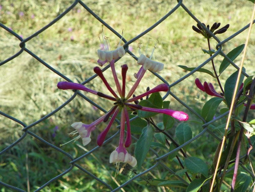 lonicera peryclimenum Serotina - Dobarland 2018 3