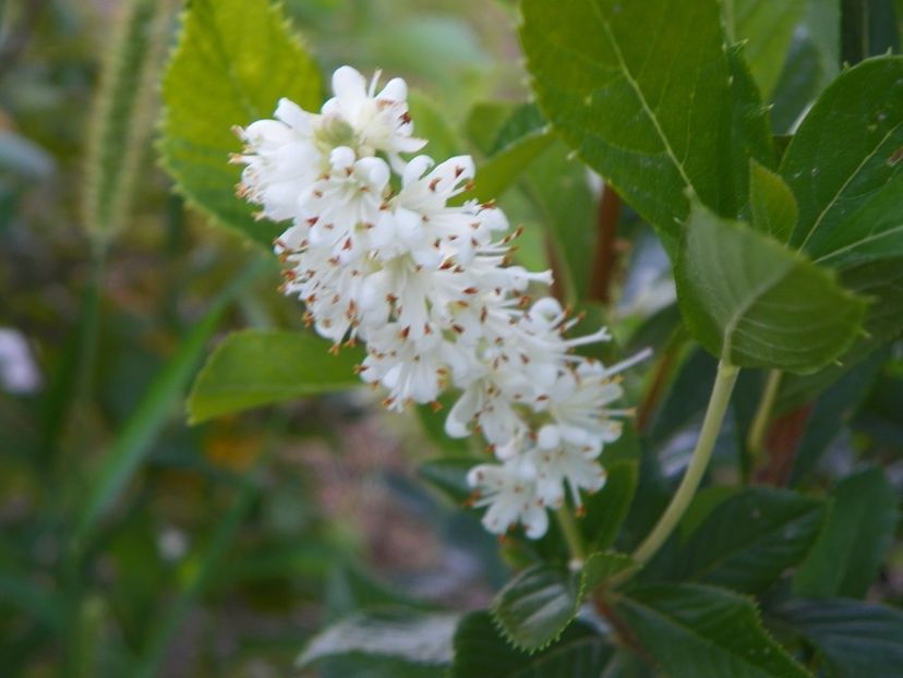 clethra alnifolia - Dobarland 2018 3