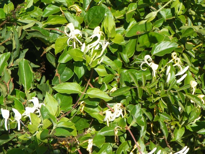 lonicera japonica - Dobarland 2018 3