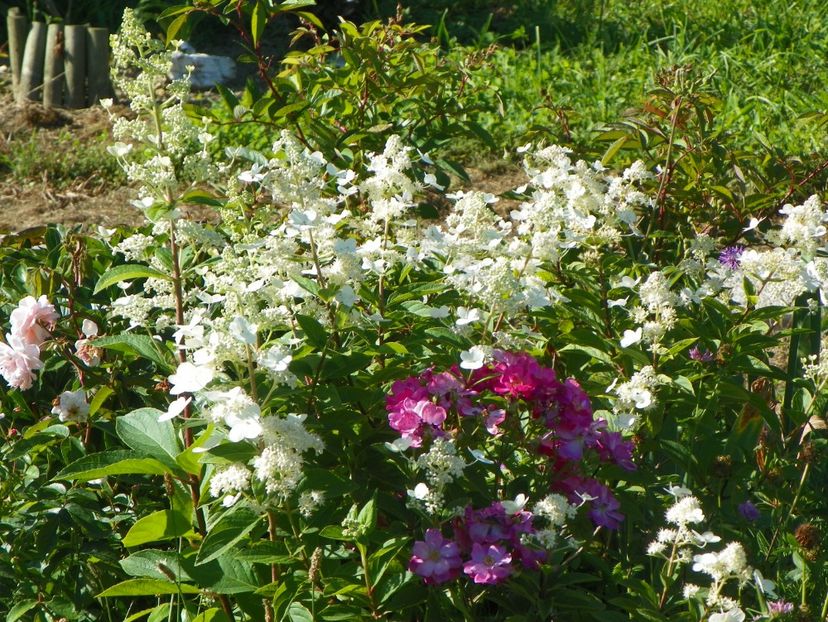 hydrangea paniculata Interhydia - Dobarland 2018 3