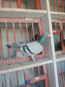 Petrachea 27 - 500 lei - PORUMBEI