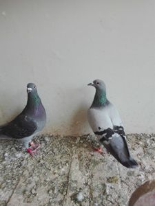 Albastra-150 lei - PORUMBEI