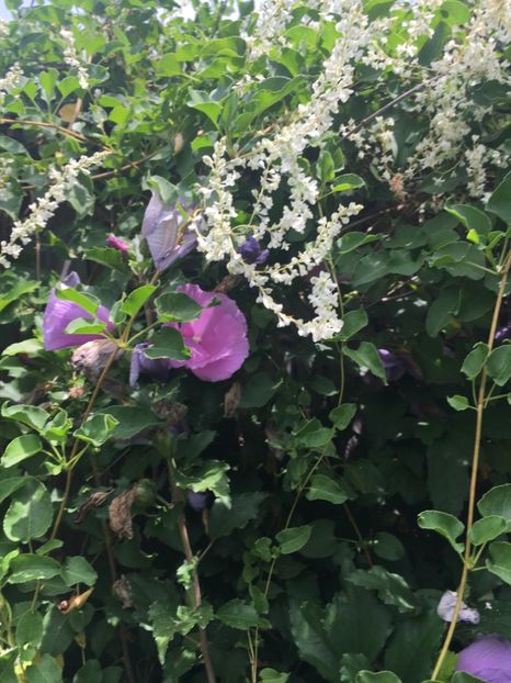 97B58EAD-0FFC-4A20-B8B9-506378F46597 - Nalba de grădina