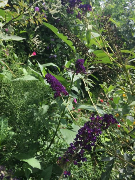 98B66CAE-F6E1-455B-B4A3-557D1244957A - Arbuști 2018