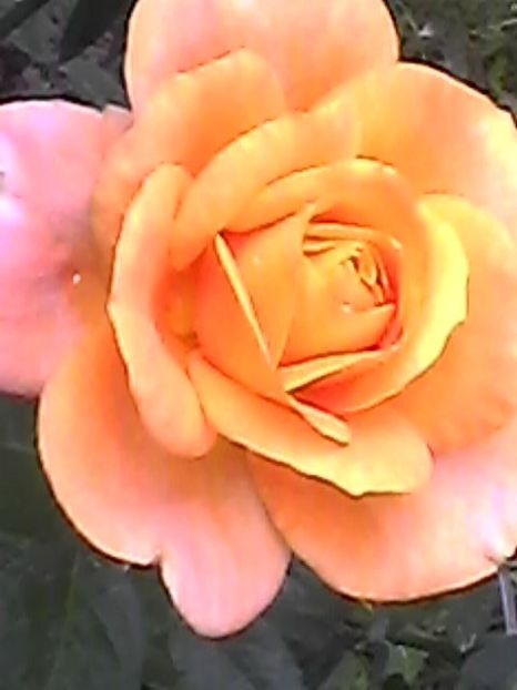 Photo1693 - Floricele 2018