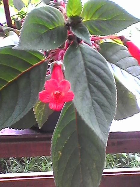 Photo1727 - Floricele 2018