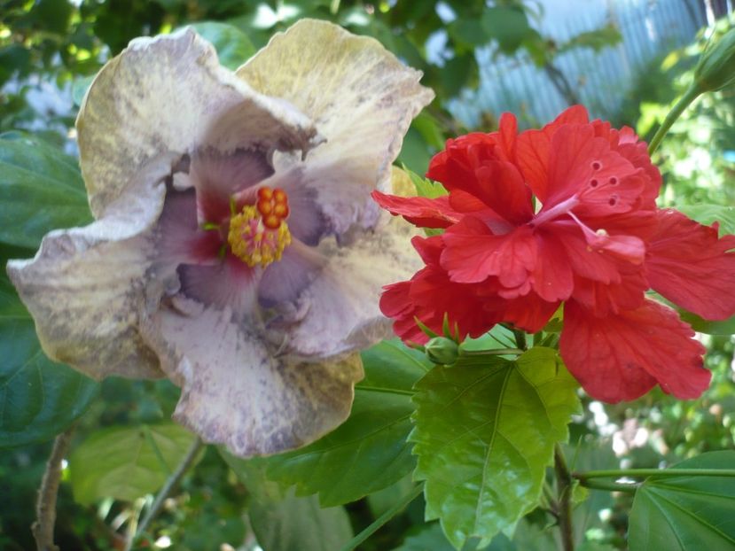 P1390492 - HIBISCUSI 2018-3