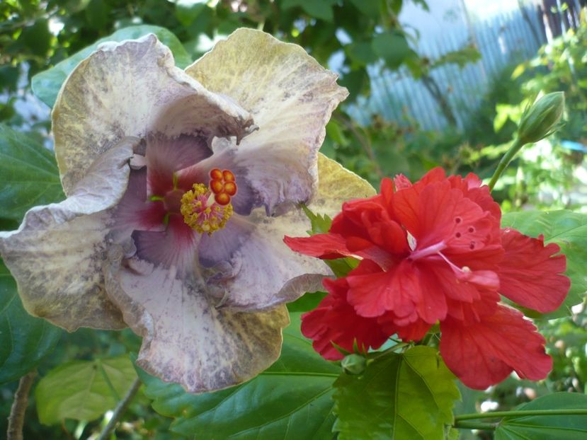 P1390493 - HIBISCUSI 2018-3