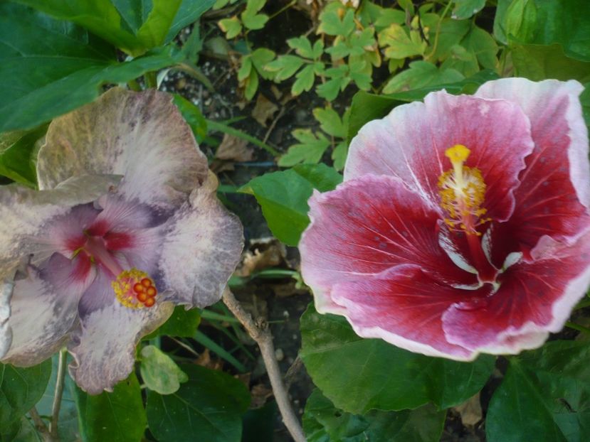 P1390495 - HIBISCUSI 2018-3