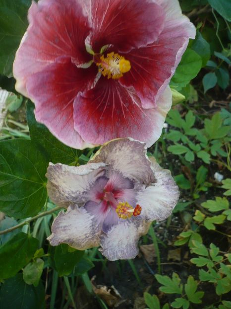 P1390494 - HIBISCUSI 2018-3