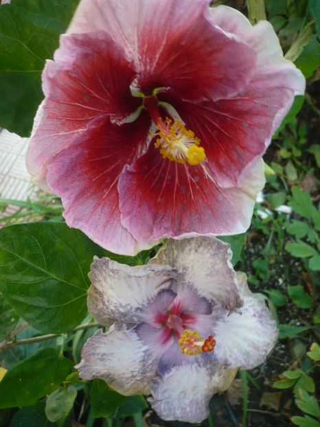 P1390496 - HIBISCUSI 2018-3