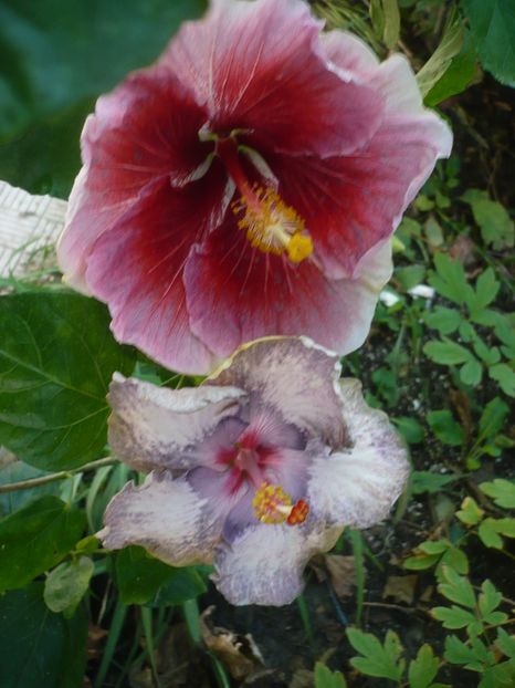 P1390497 - HIBISCUSI 2018-3