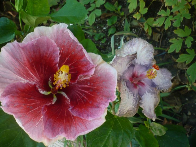 P1390498 - HIBISCUSI 2018-3