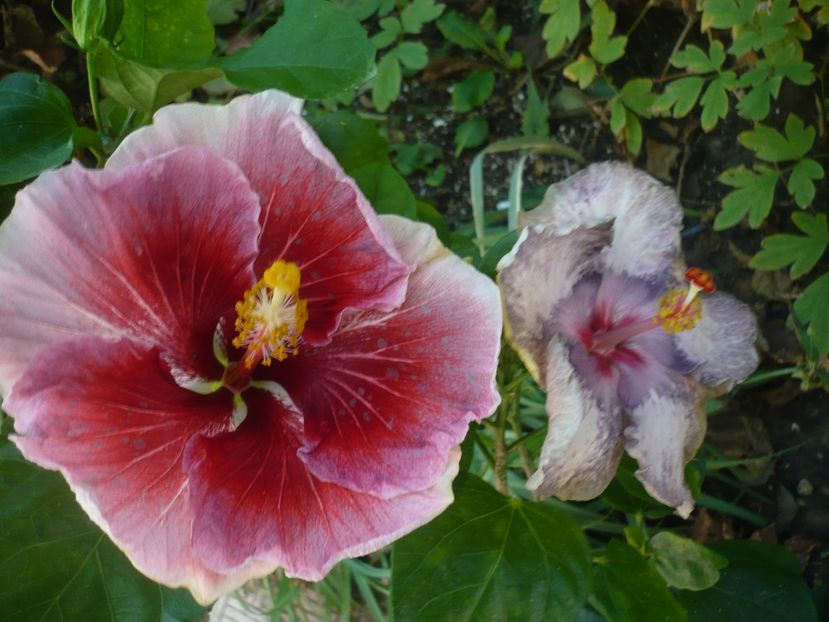 P1390499 - HIBISCUSI 2018-3