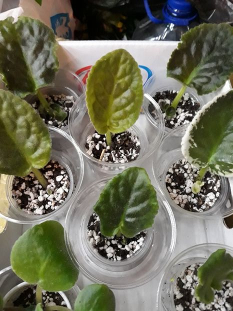  - 1 1 Violete Africane de Colecție