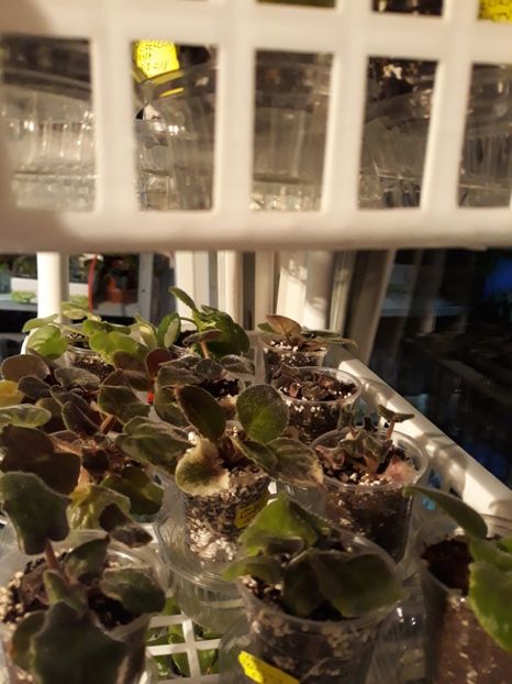  - 1 1 Violete Africane de Colecție