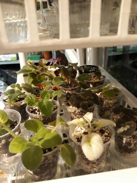  - 1 1 Violete Africane de Colecție