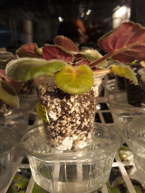  - 1 1 Violete Africane de Colecție