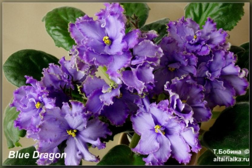  - Violete