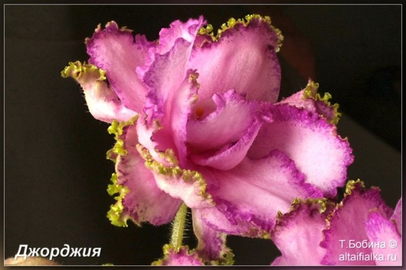 Georgia - AA Violete in colecție poze net