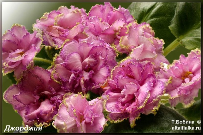 Georgia - AA Violete in colecție poze net