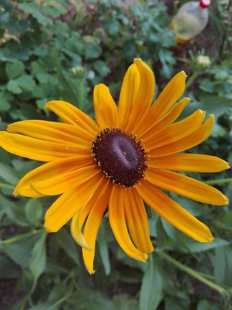 Rudbeckia fulgida [ruji ] - flori de gradina