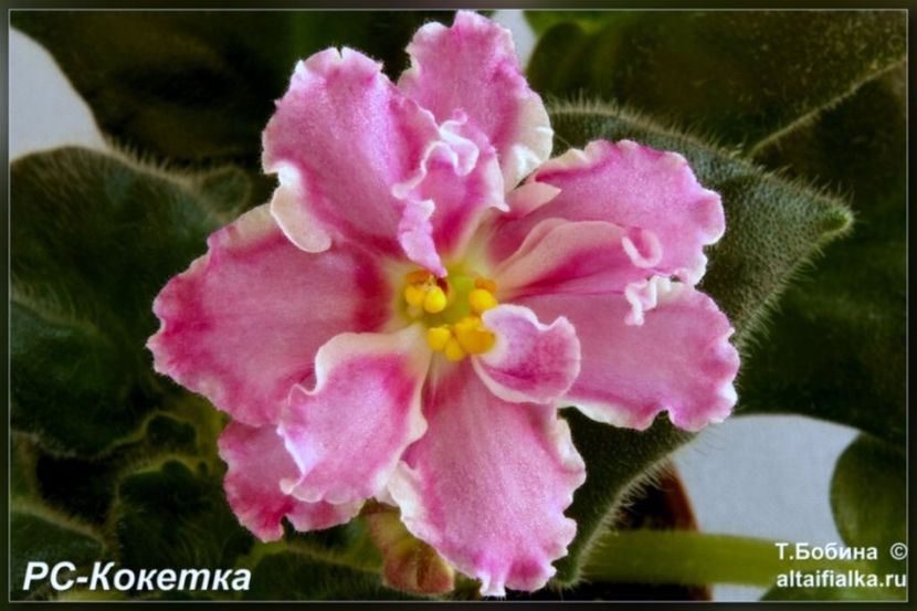 RS Koketka - AA Violete in colecție poze net