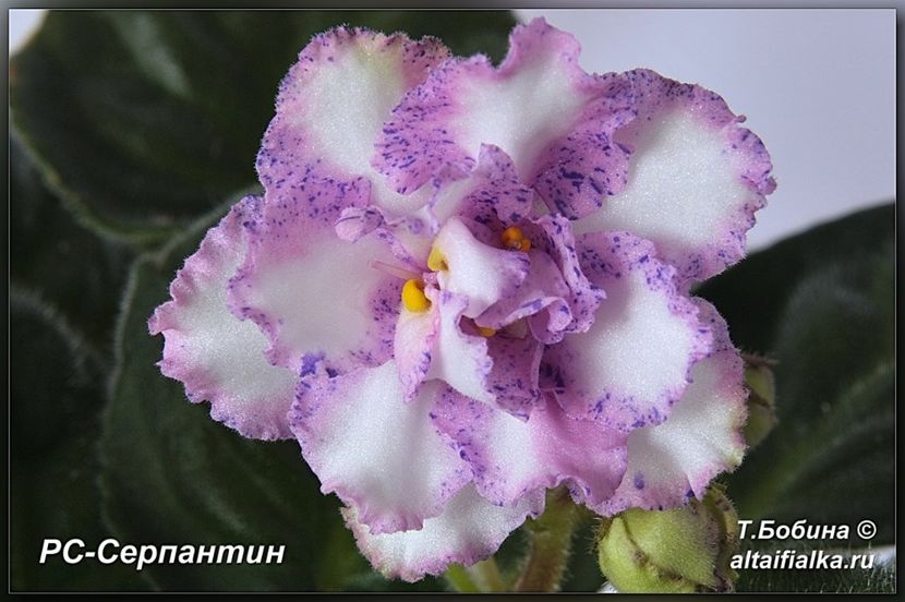 RS Serpantin - AA Violete in colecție poze net