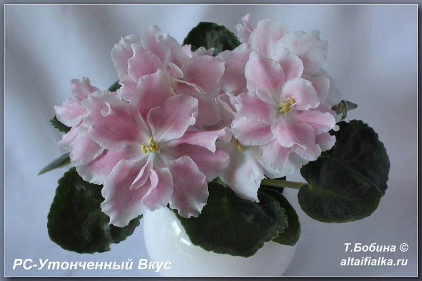 RS Utonkennyi Vkus - AA Violete in colecție poze net