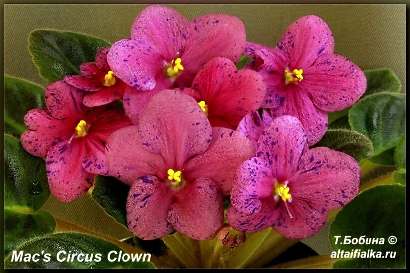  - AA Violete in colecție poze net