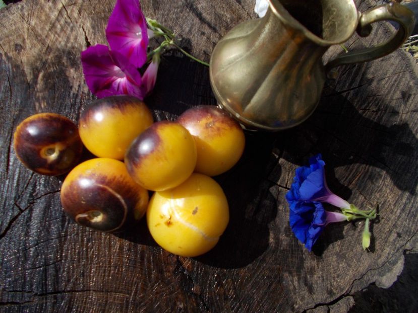  - SEMINTE ROSII - YELLOW DRAGON