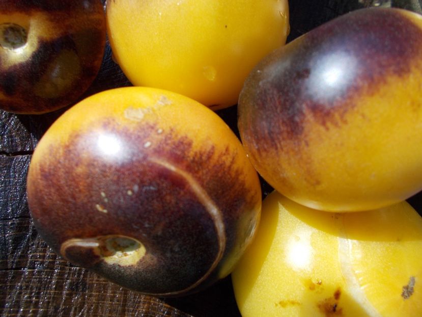  - SEMINTE ROSII - YELLOW DRAGON