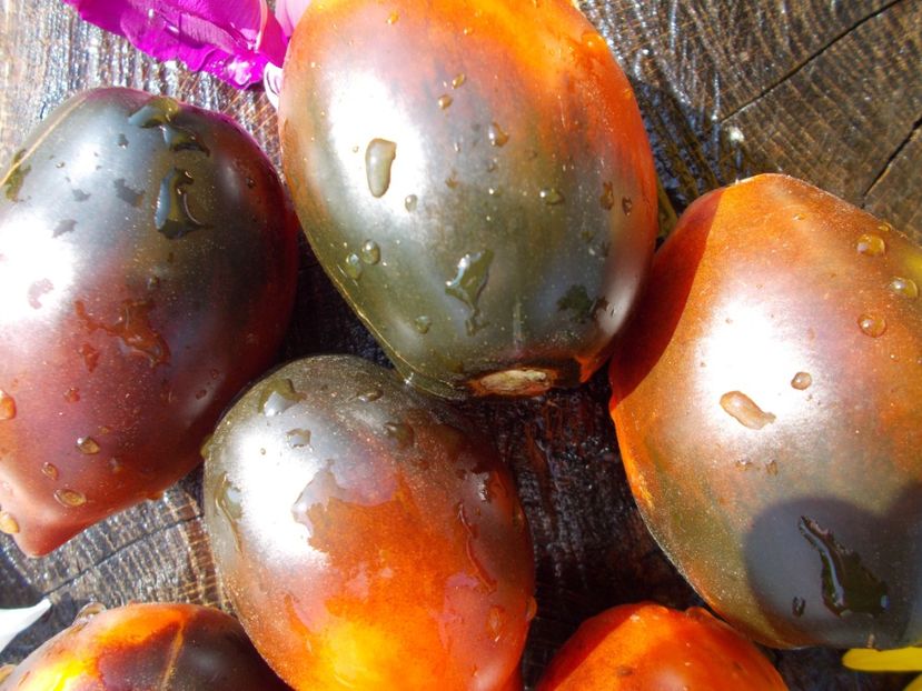  - SEMINTE ROSII - PASCAL DE PICARDIE