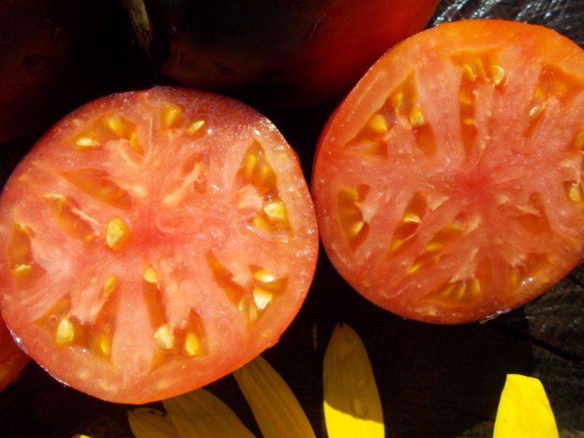  - SEMINTE ROSII - PASCAL DE PICARDIE