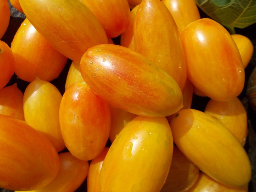  - SEMINTE ROSII - BLUSH