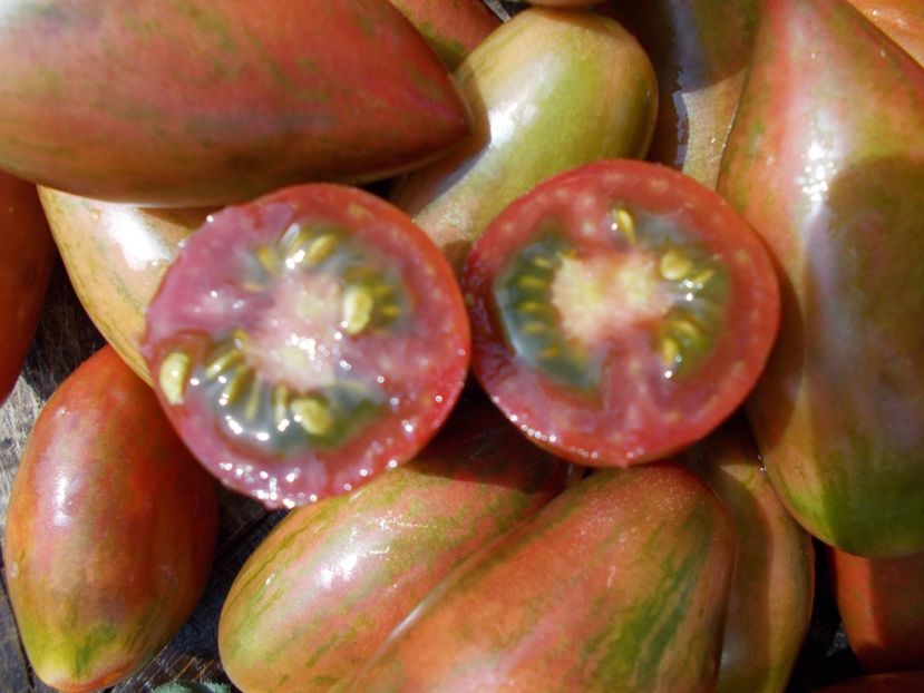  - SEMINTE ROSII - PURPLE SMARAGD