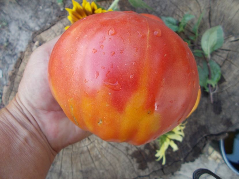  - SEMINTE ROSII - DAR ROZ